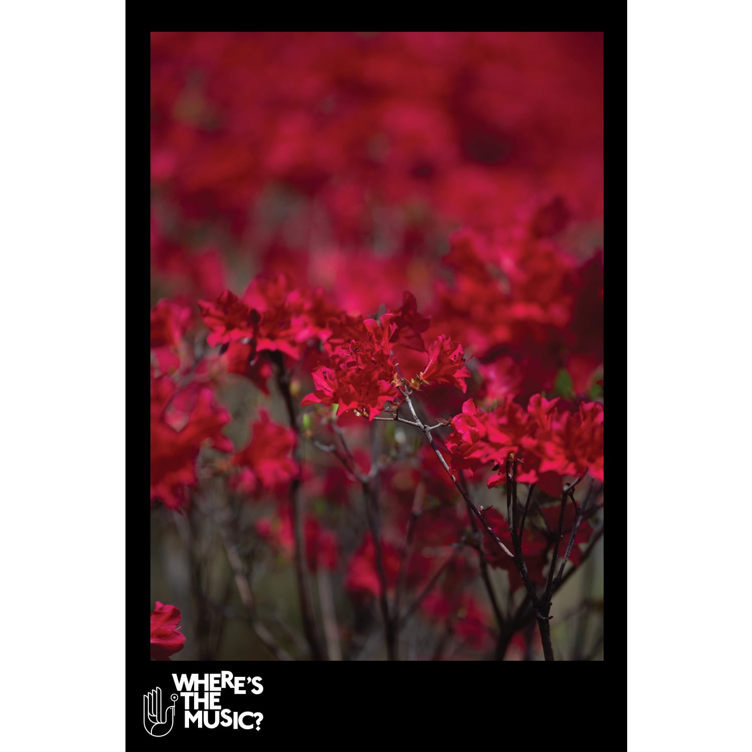 ライブのお知らせ