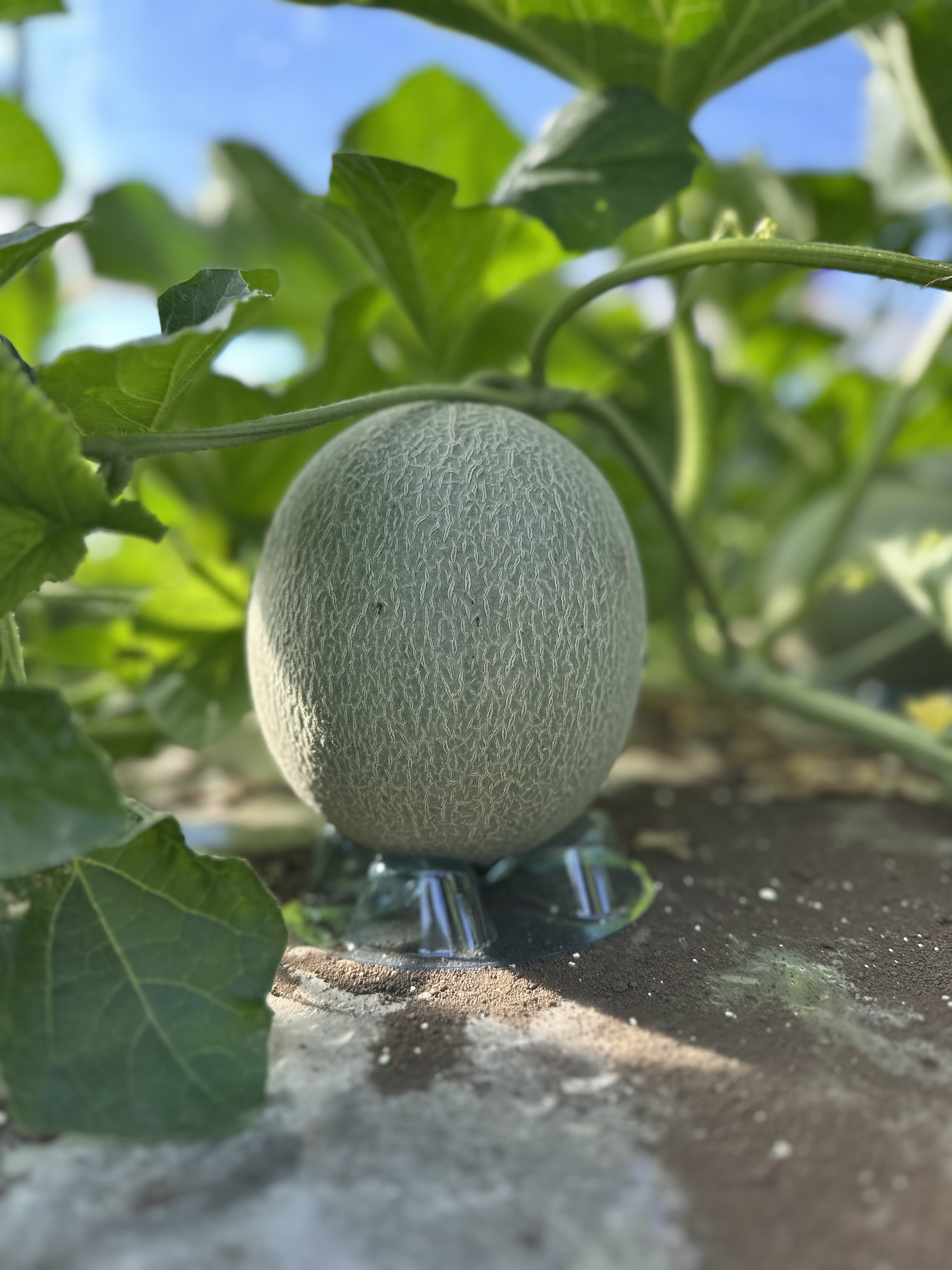 2025予約開始🍉🍈‼️ とお知らせ📡