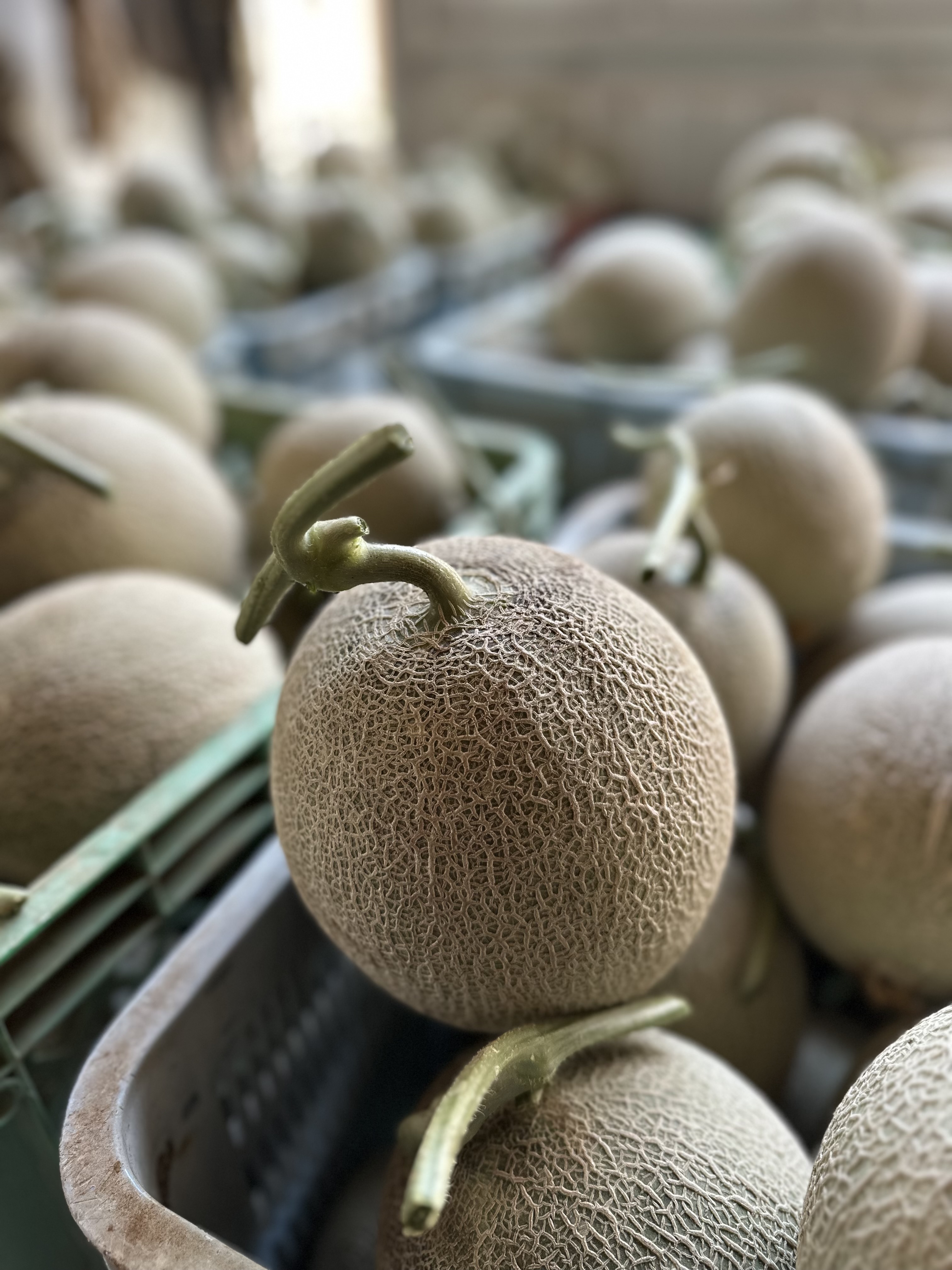先陣をきって「くるめメロン」🍈‼️