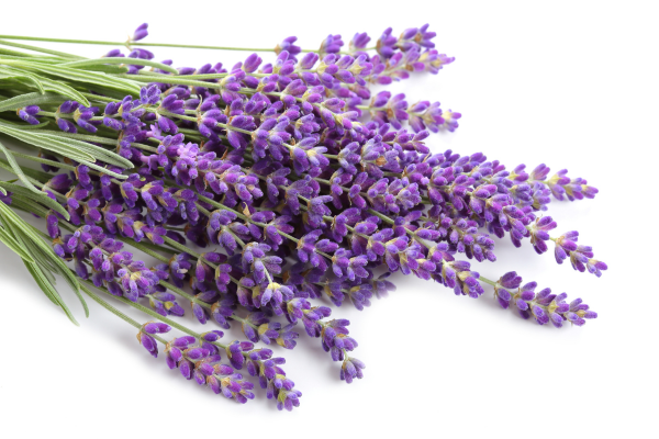 緊張する時期に 上質な天然ラベンダー&ベルガモット