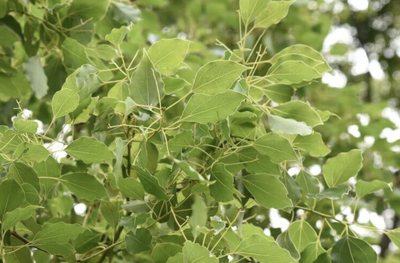 木なのに花の香り?🌿ホーリーフ