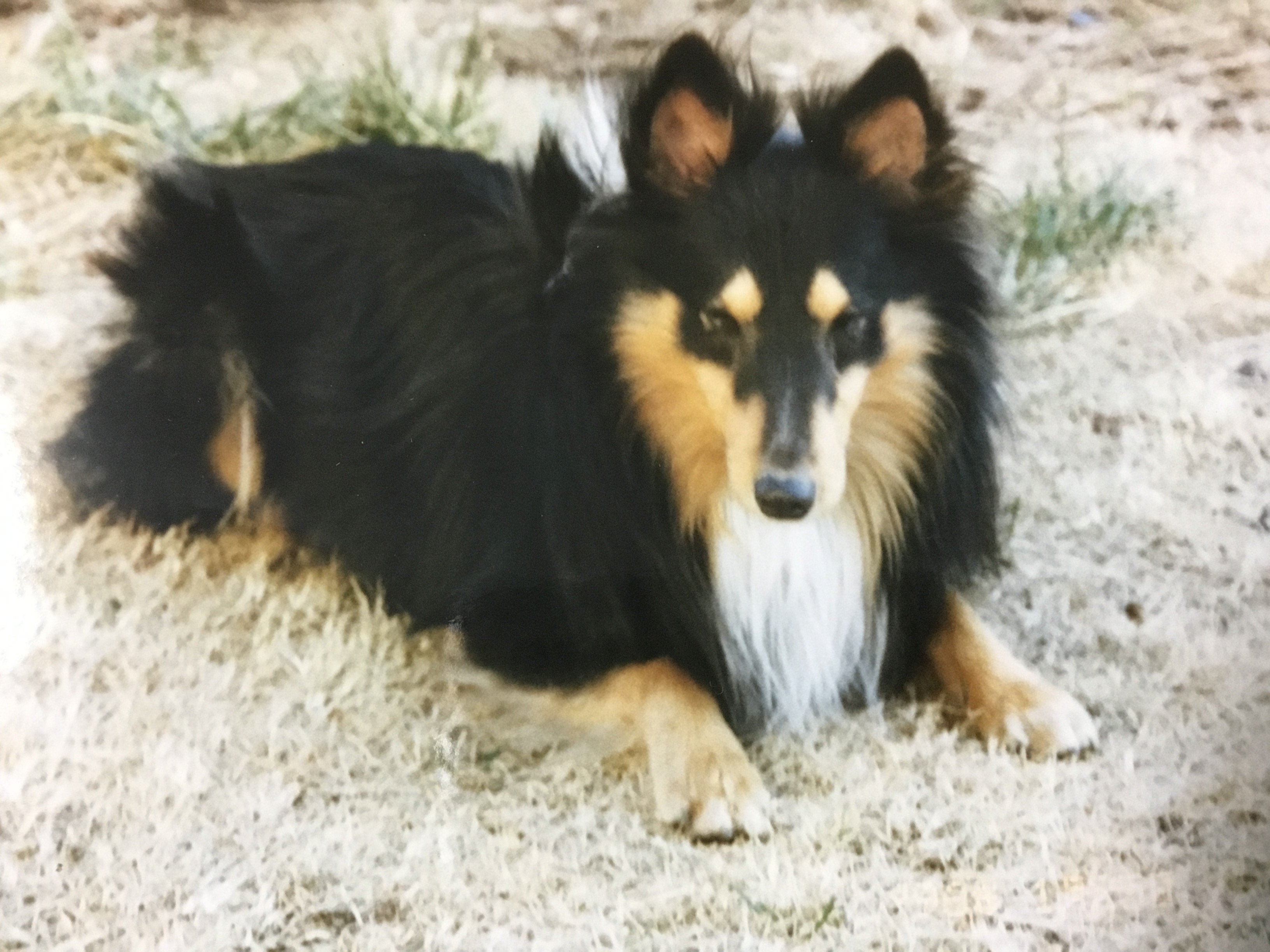 オーストラリアのゴールドコーストで犬を飼う時の話　#2