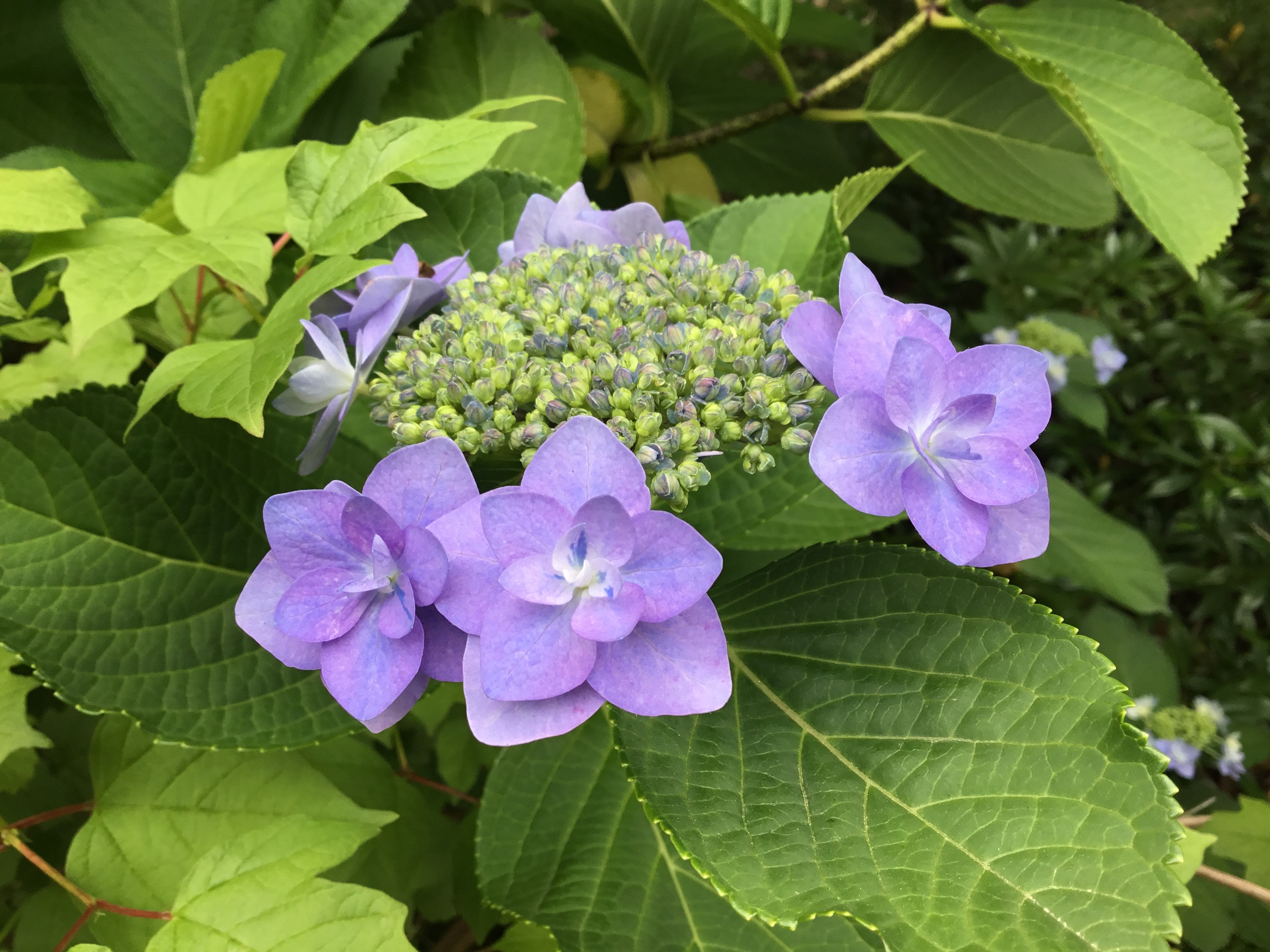 6月5日天赦日　今年最大の大大大金運