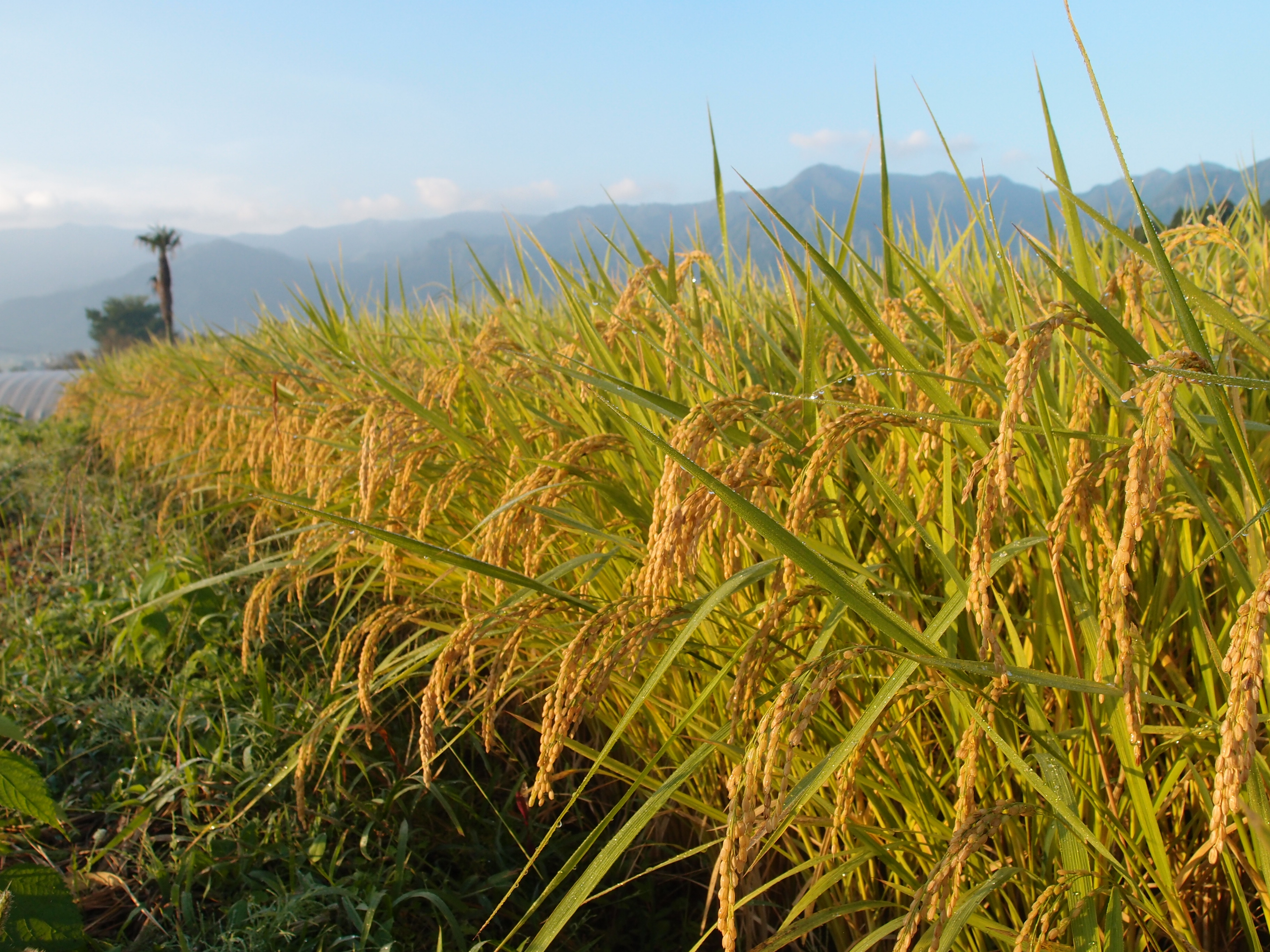 南阿蘇　椛島農園だより　25年11月