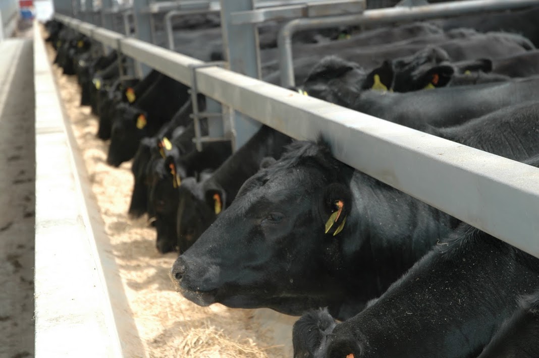 2025年最終注文受付は12/20までとさせていただきます