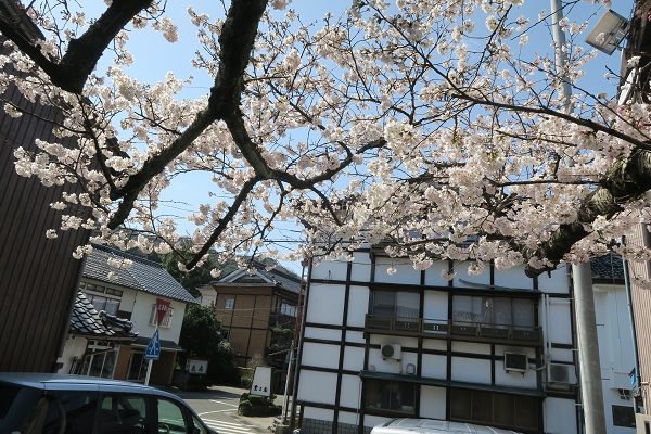岩井温泉と鳥取城址の桜
