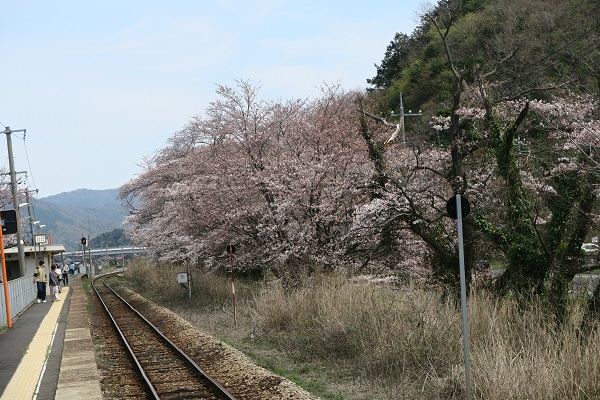 岩美町　桜の名所