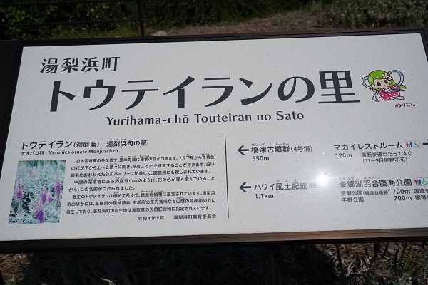 トウテイラン（洞庭藍）と絶景魚見台