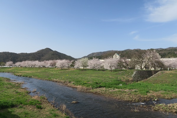 満開の桜あれこれ。岩井温泉の桜と泰雲寺枝垂れ桜