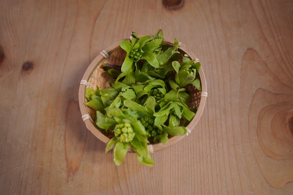 春を見つけに　蕗の薹、サンシュユ