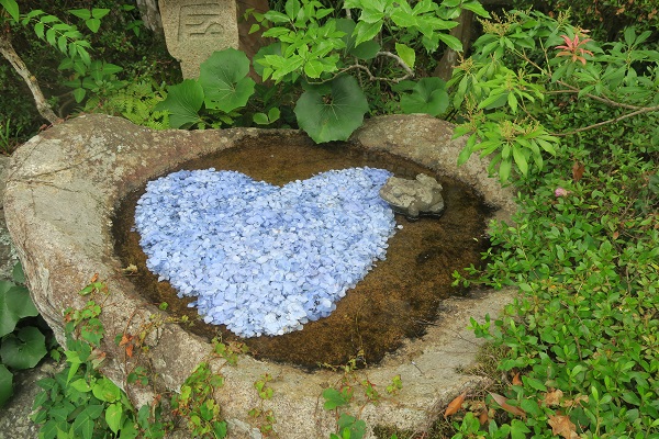 紫陽花で梅雨空を吹っ飛ばせ