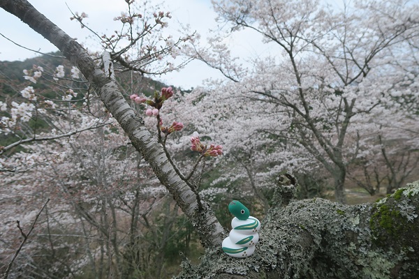 岩美町内　桜ほぼ満開