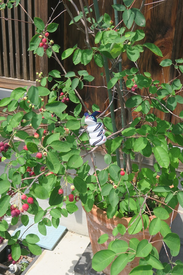 初夏の草花に癒されて