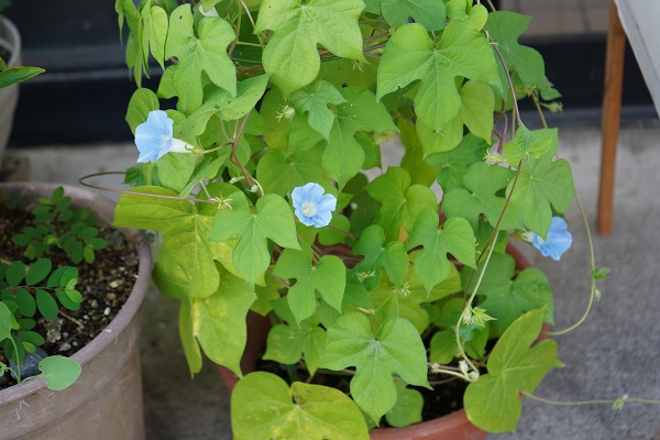 アサガオ、ニオイバンマツリ　花が咲いてます　