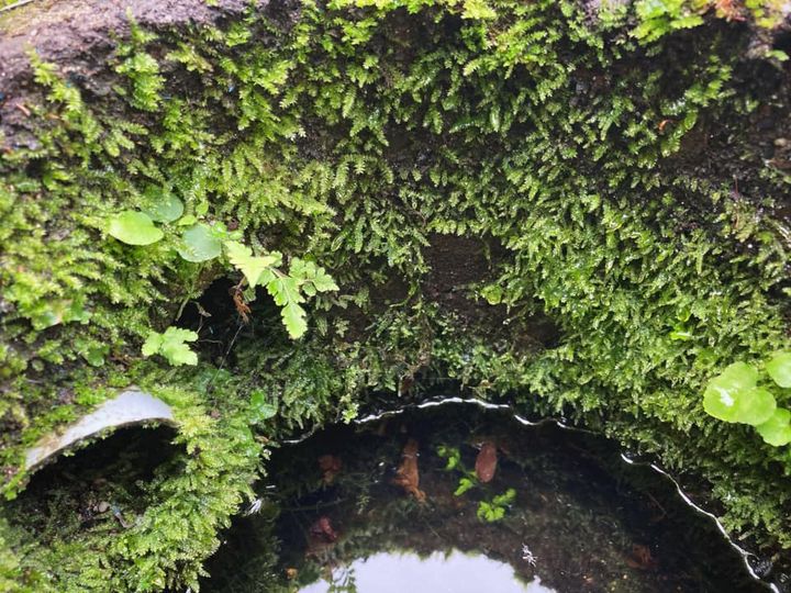 秘密の庭園