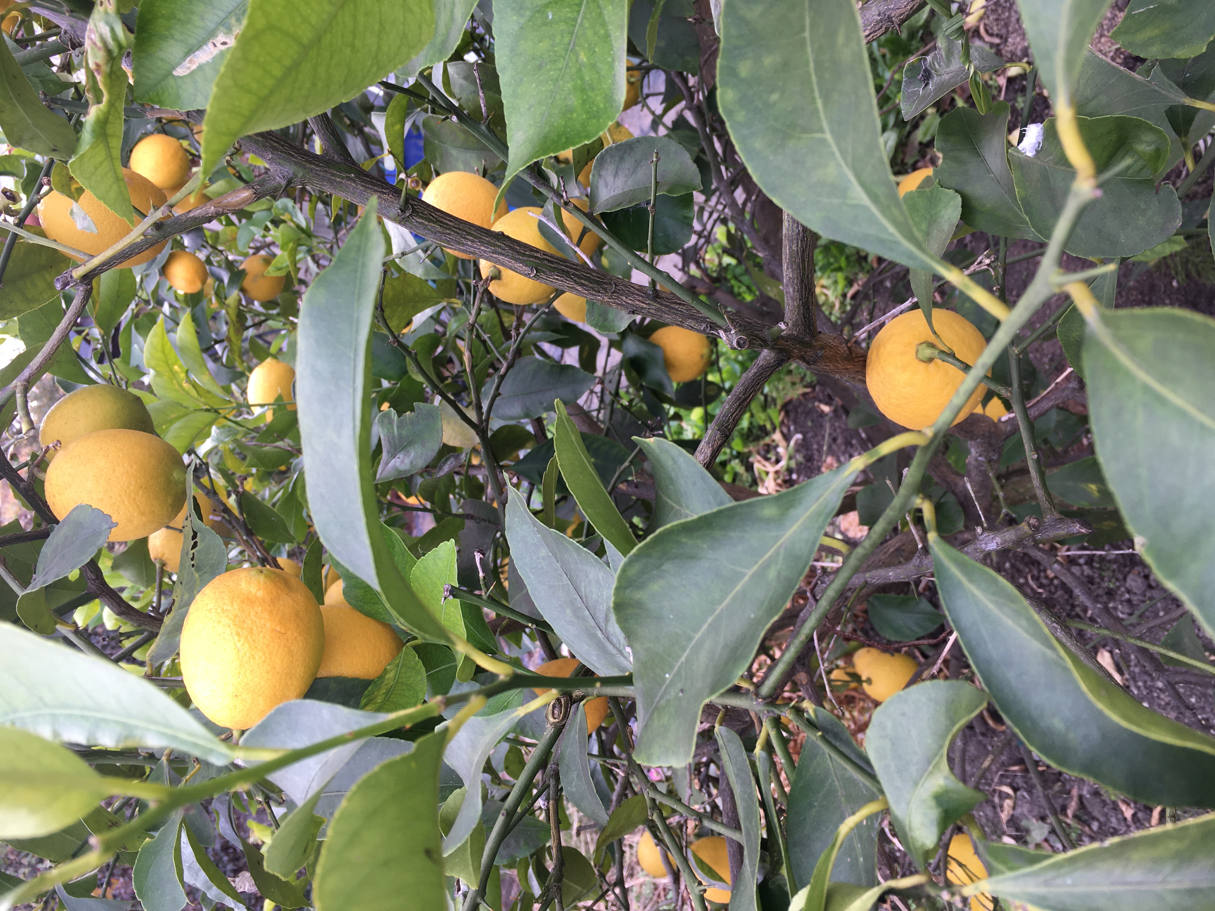 無農薬レモン🍋のプレゼント終了します✨