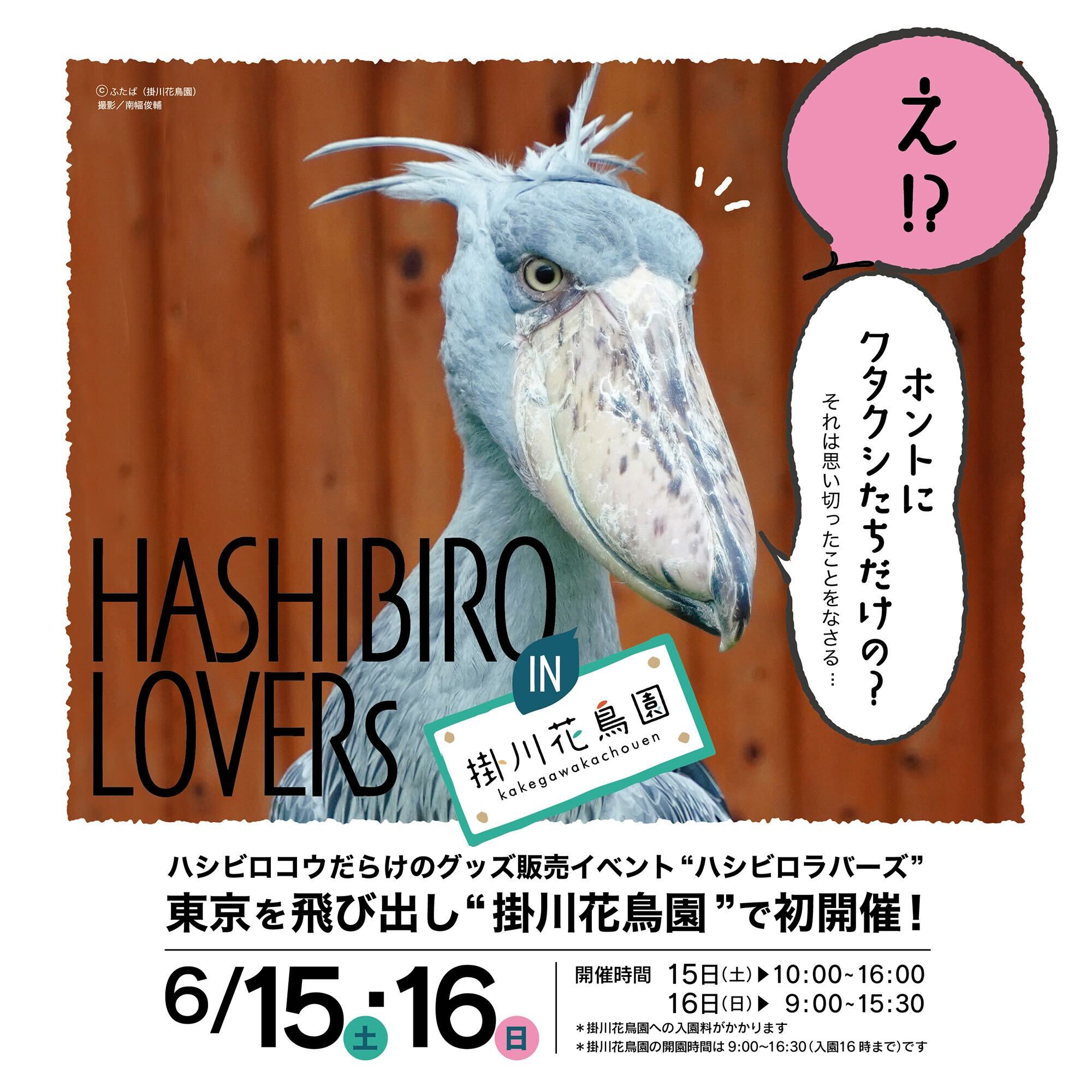 【出店情報：6/15～16まで】掛川花鳥園「ハシビロラバーズ」に出店のお知らせ