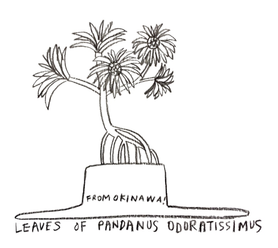 アダン葉帽子展のお知らせ　@chahatズシ