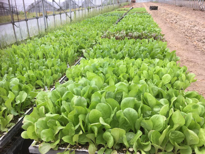 2017/09/08　冬野菜苗づくり