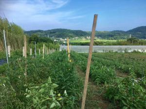 2019/06/26　イタリア在来種トマト