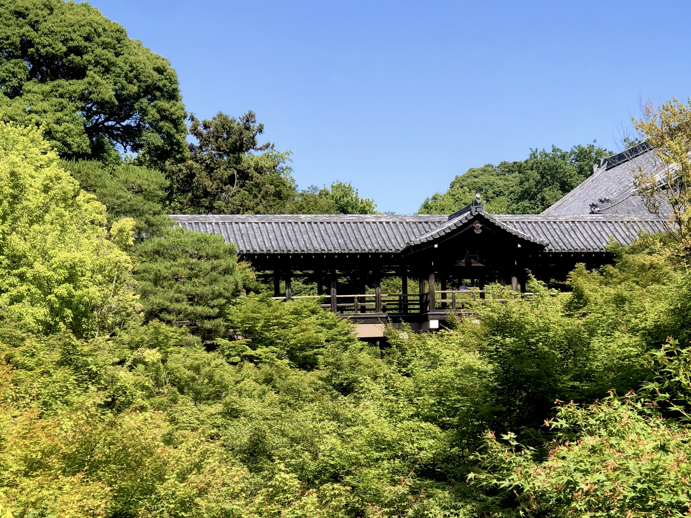 青もみじで涼を感じる古都の旅✨