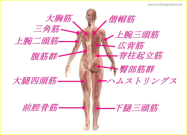 女性のための筋肉部位別筋トレメニュー(週3回分割｜自宅・ジム)｜胸・背中・肩・腕・腹・下半身の鍛え方