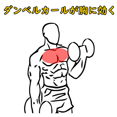 ダンベルカールが胸に効いてしまう理由｜背中に効いてしまう場合についても解説