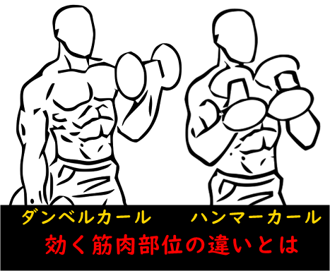 ダンベルカールとハンマーカールの効く筋肉部位の違い｜コンセントレーションカールについても解説