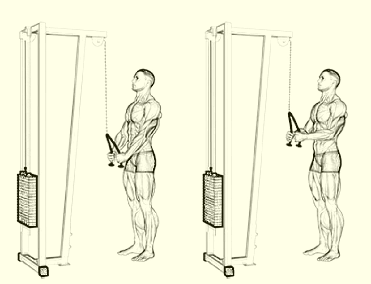 ケーブルプレスダウンは手の捻りで効き方が変わる|上腕三頭筋を追い込む回旋の使い方
