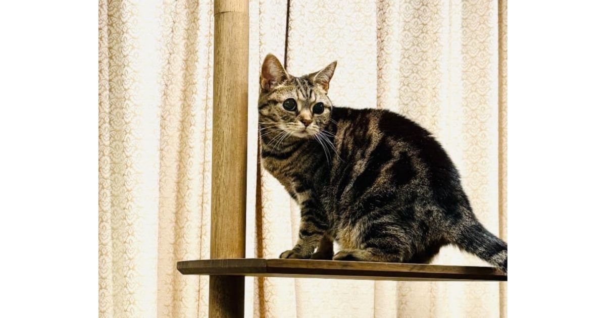 猫の不調回復とハーブ