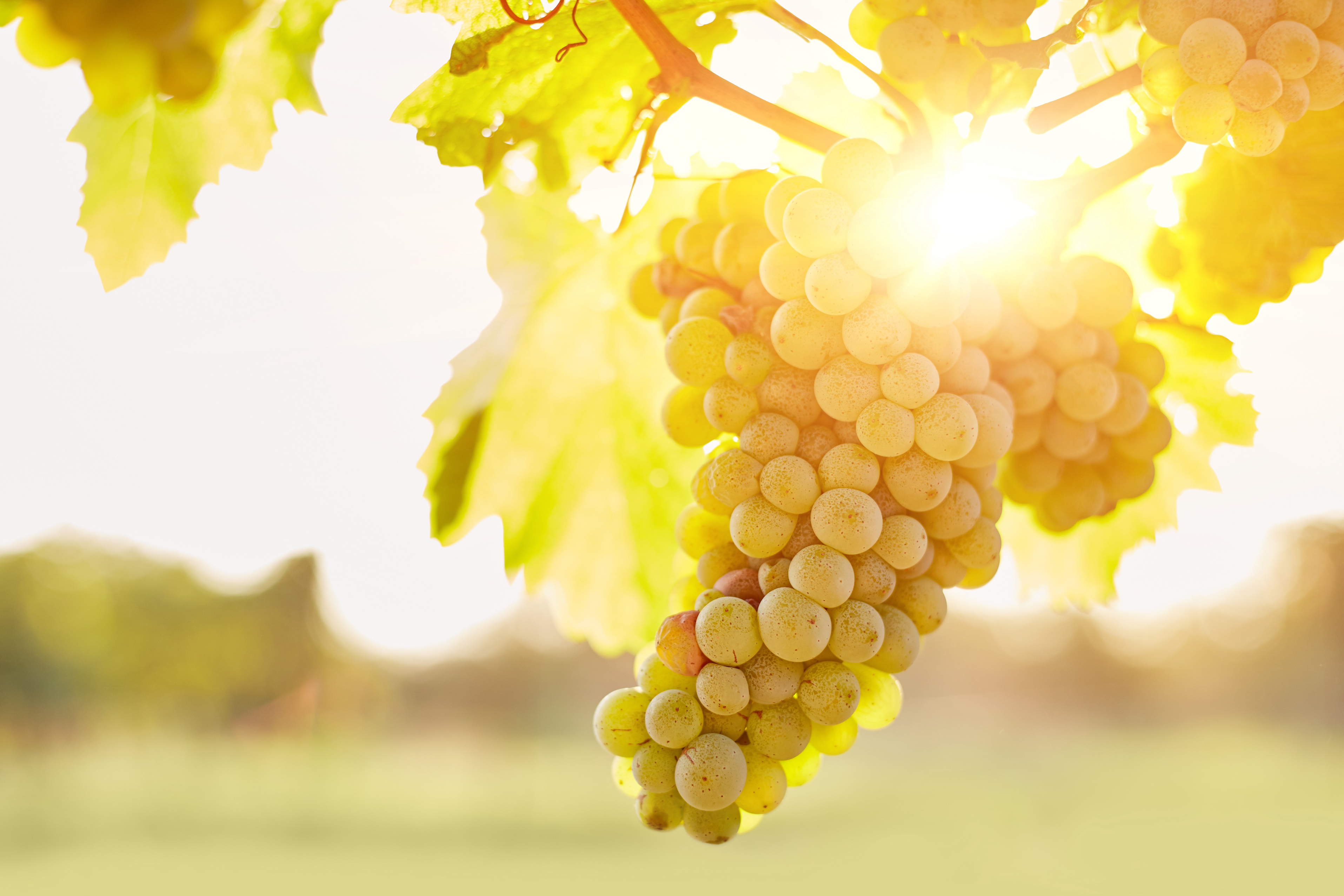 アッサンブラージュが生む奥深い味わい