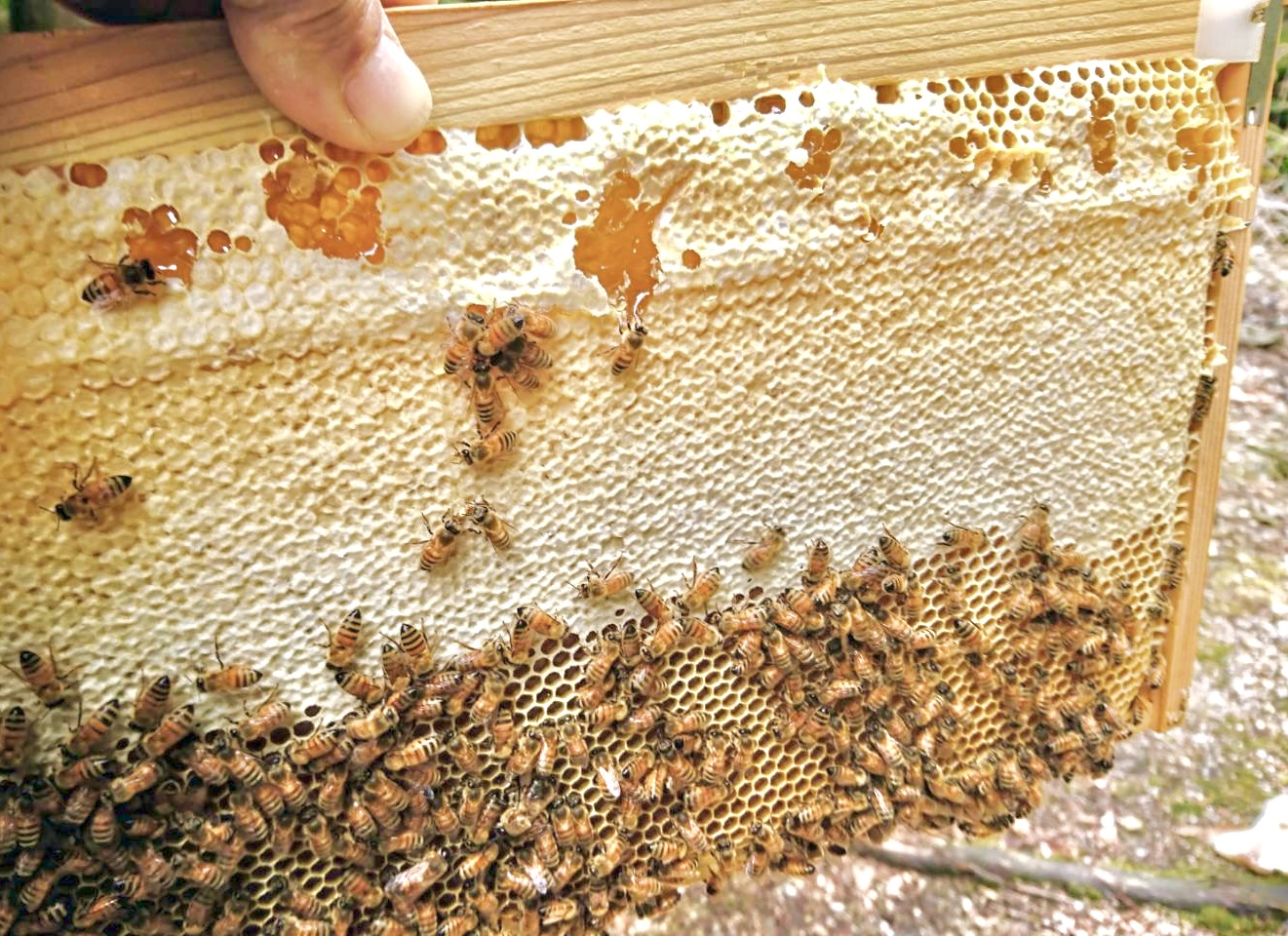 新しいハチミツが採れました🐝🍯💛