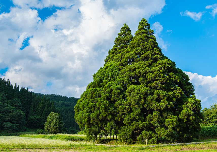 大蔵村・最上郡を紹介！　鮭川村 小杉の大杉