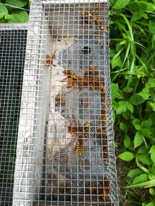 スズメバチトラップ