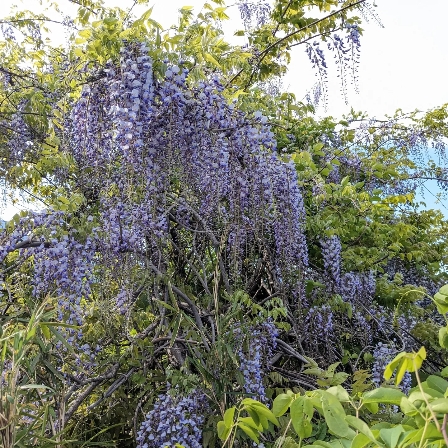 藤の花