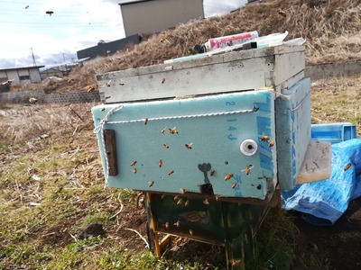 冬囲い