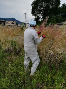 種採り