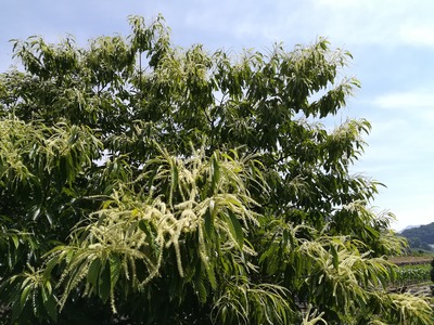 栗の花