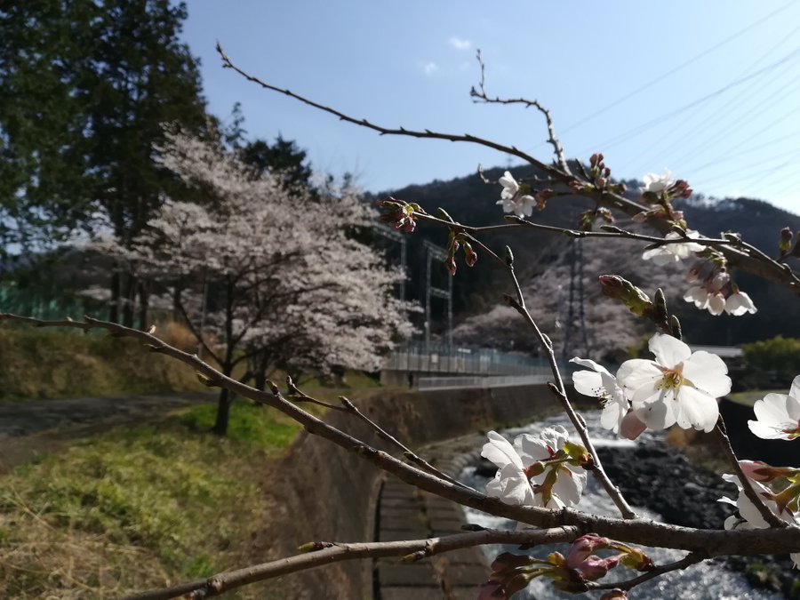 桜