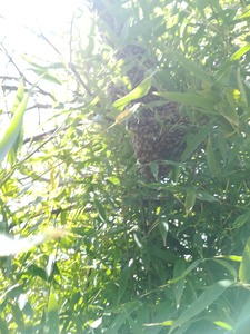 また分蜂