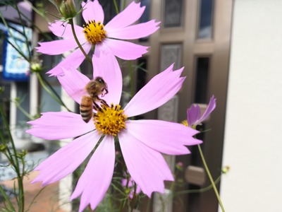 訪花