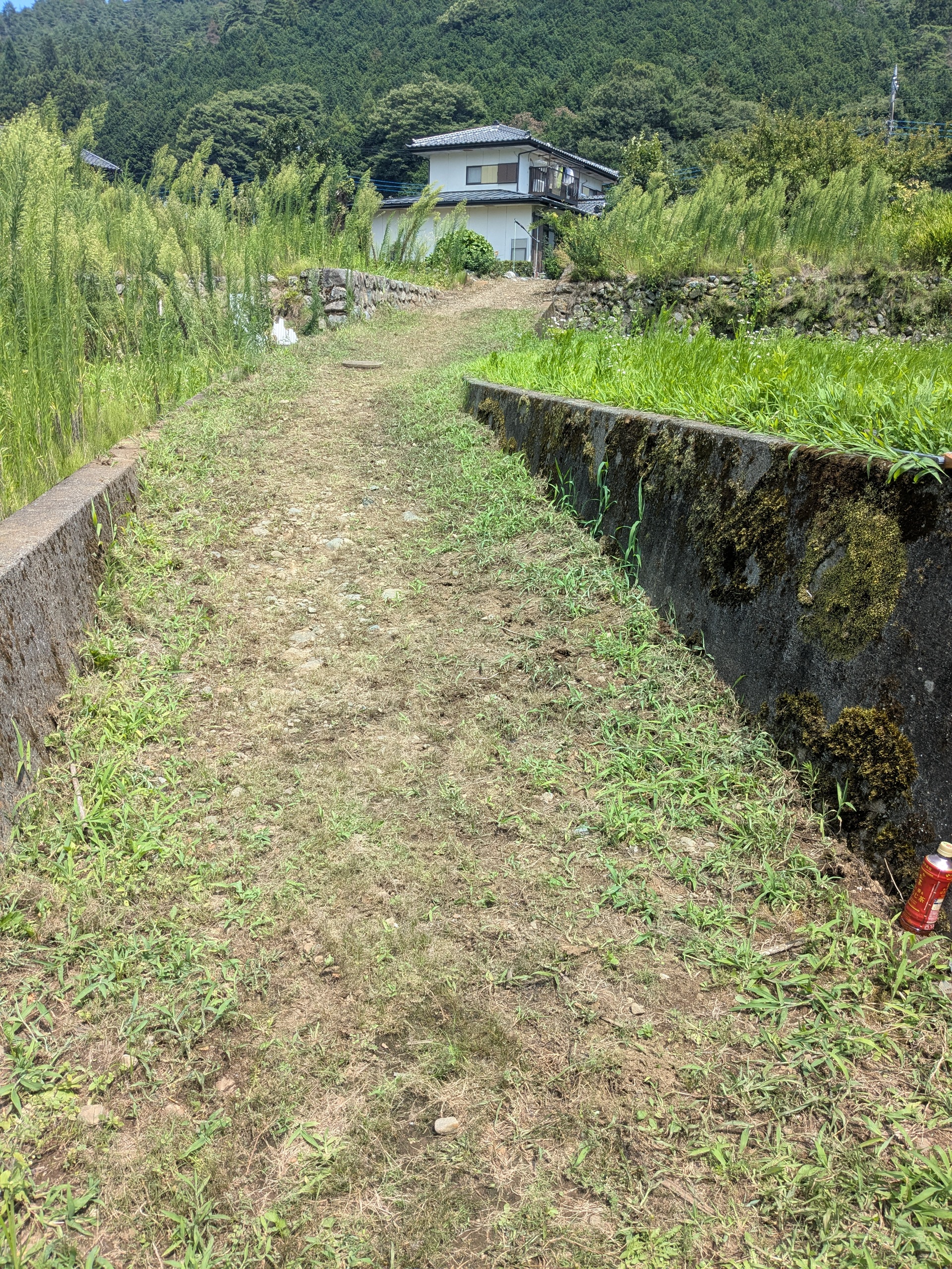 草むしり