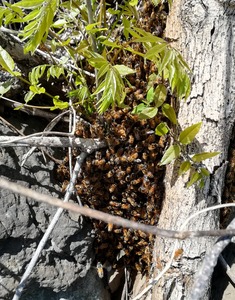 分蜂