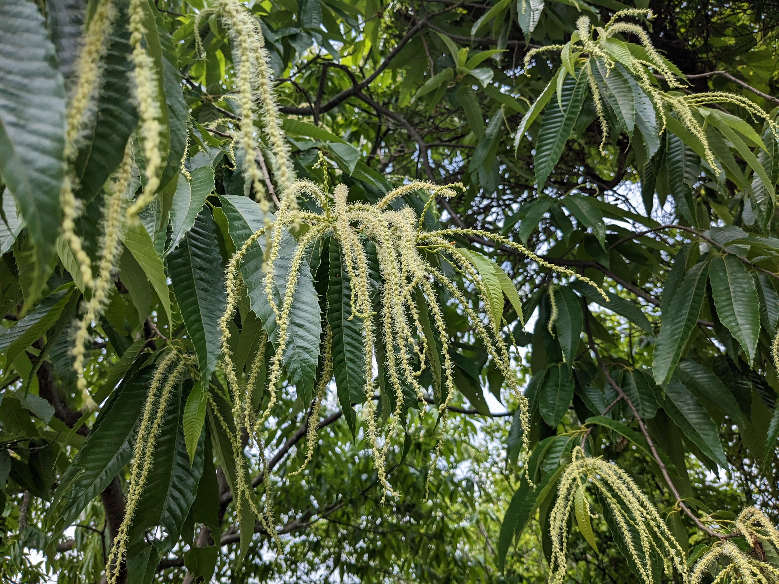 栗の花
