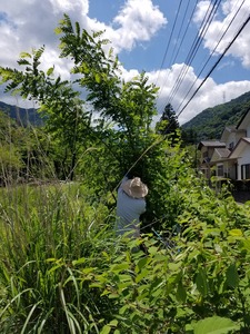 養蜂場の管理