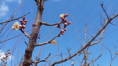 梅の開花