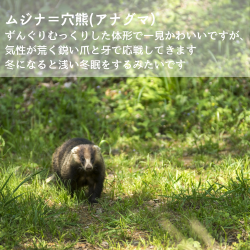 流通してない マボロシの野々肉 アナグマ あわくら野々肉 流通してない マボロシの野々肉 アナグマ あわくら野々肉