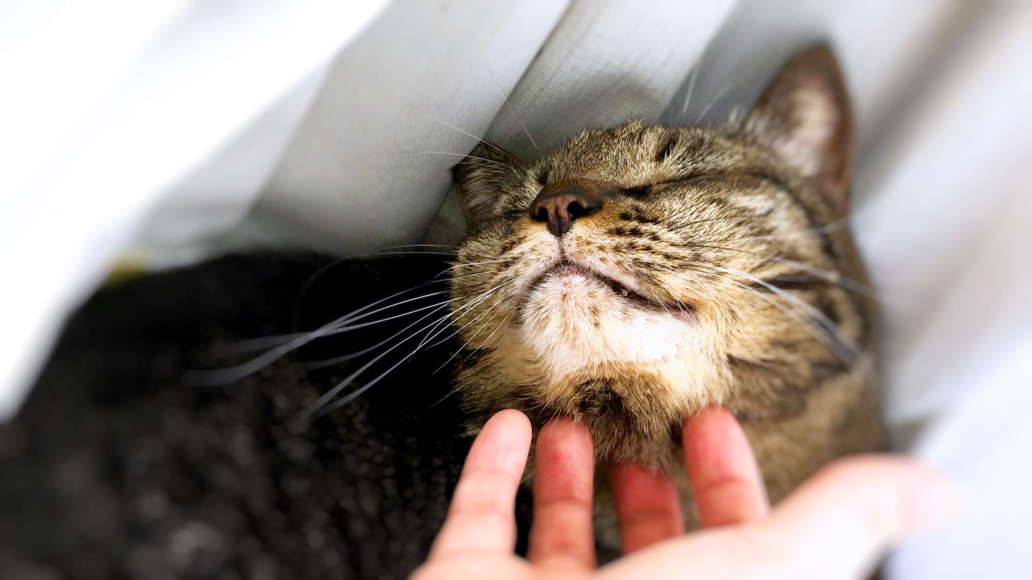 『3種の猫のしおり』のモデル