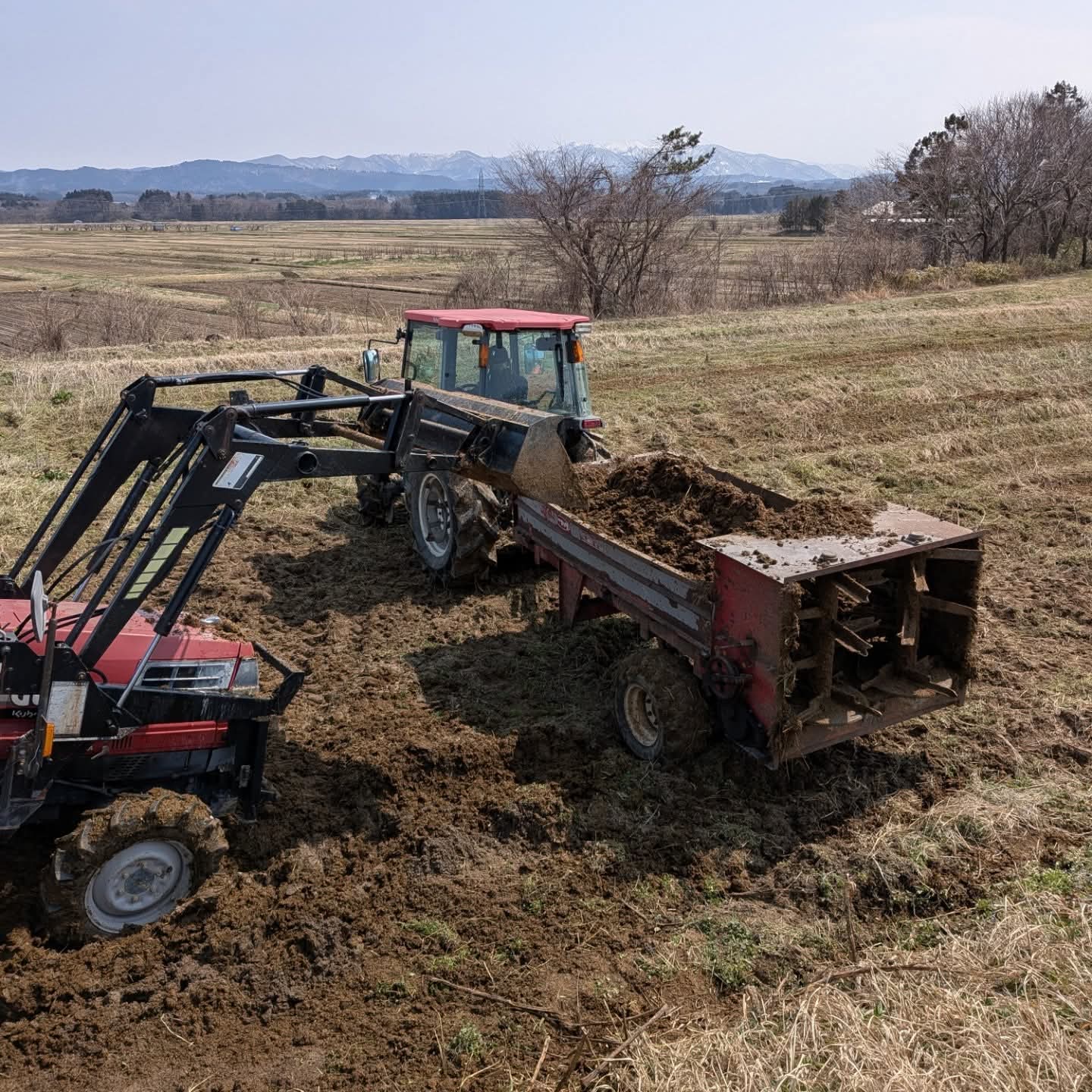 枝豆　JAS　Daddy beansのスタート