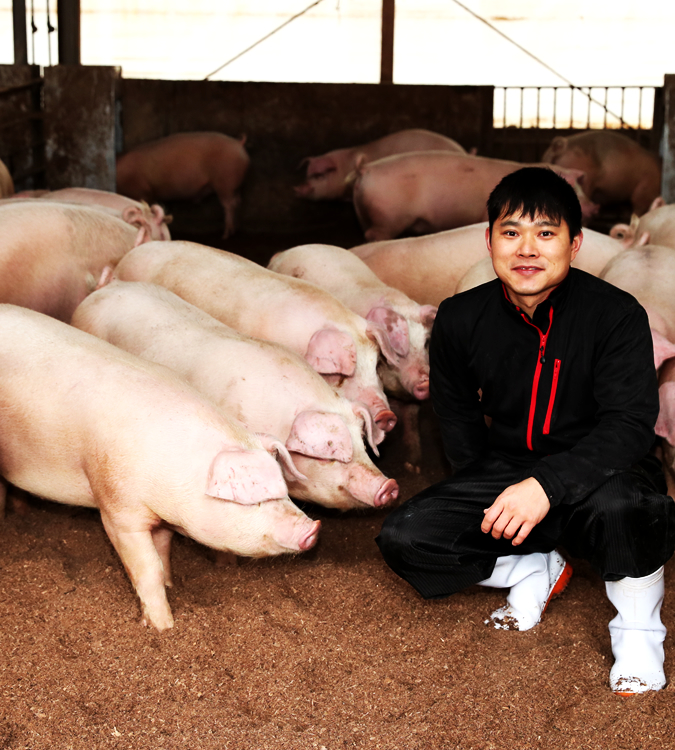 むつみ豚とは？山口県萩市が誇るブランド豚の魅力と美味しさの秘密
